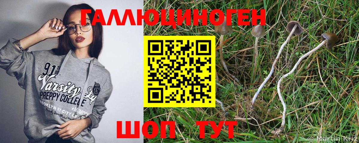 Галлюциногенные грибы Cubensis Качканар